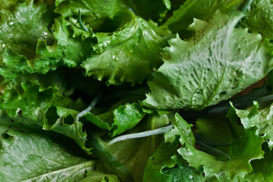 Vegetative Growth Fertilizers