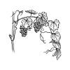 Fertilizer for Vineyards