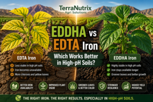 EDDHA vs EDTA Iron